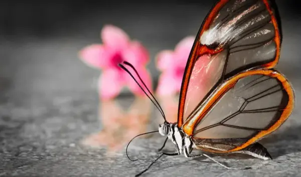 https://pussmoth.com/el-simbolismo-de-un-regalo-de-mariposa-de-cristal https://pussmoth.com/el-simbolismo-de-un-regalo-de-mariposa-de-cristal