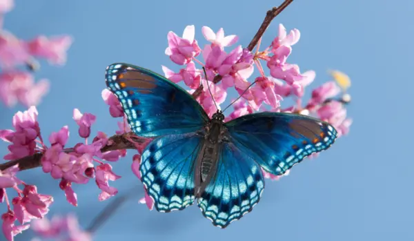 https://pussmoth.com/tatuajes-de-mariposas-la-lucha-por-el-logro